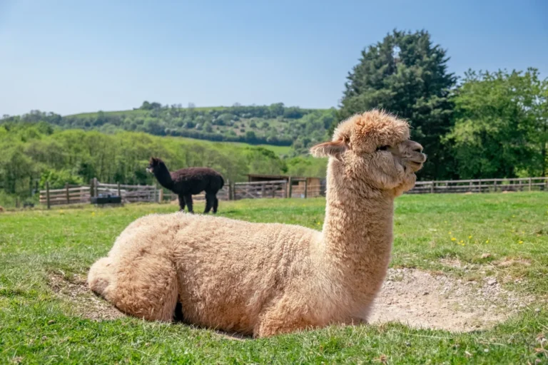 Two alpacas in a field, the one in the background is dark brown and the white one in the foreground is sat in a dust bath