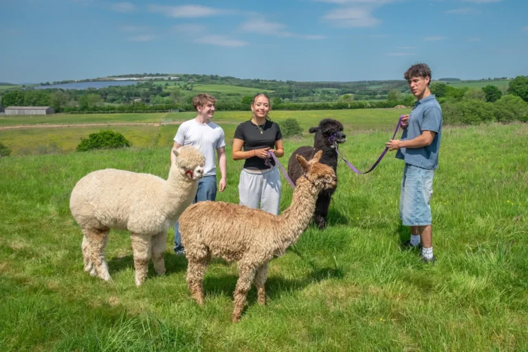Two young men and a young woman posing for a photo with three alpacas on leads. All are stood in a field