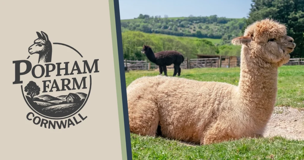 Popham Farm Alpaca Trekking