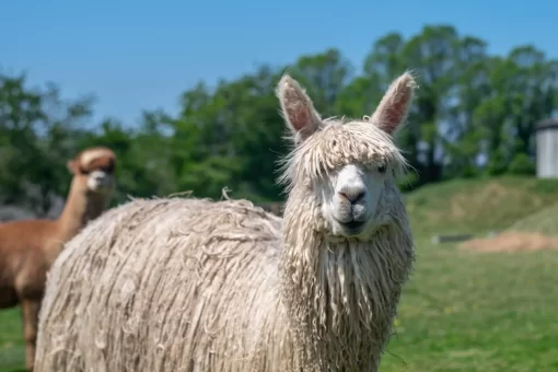 Close of photo of a white alpaca with a brown alpaca in the background